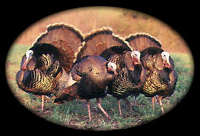 Welcome To Turkey Hunting Secrets