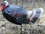 Strut'n Jake Turkey Decoy by BuckWing Products