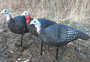 Pro's Choice Special #23 - Spring Decoy Special - 2 Hot Hens & A Jake by Delta for Turkey Hunters