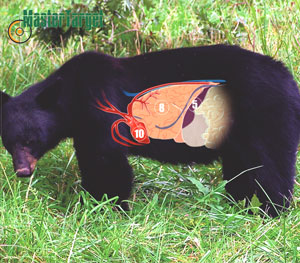 Black Bear Waterproof & Tear-Resistant Long Lasting Target by Master Targets