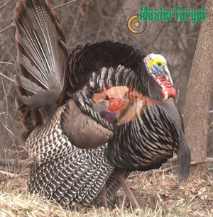 Strutting Turkey Waterproof & Tear-Resistant Long Lasting Target by Master Targets