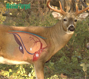 Large Whitetail Deer Waterproof & Tear-Resistant Long Lasting Target by Master Targets