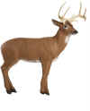 McKENZIE HD LARGE DEER TARGET