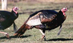 Bill Marvin's Gobblers