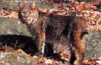 Tru-Life Bobcat Target #116