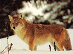 Tru-Life Coyote Target