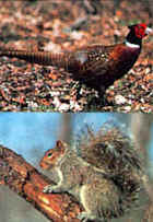Tru-Life Pheasant & Squirrel Target #117