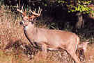 Tru-Life Big Four Deer Target #401