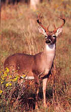 Tru-Life Big Four Deer Target #403