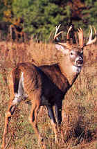 Tru-Life Big Four Deer  Target #404