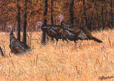 G'Cl'ee - "Autumn Toms" by Wildlife Artist Larry Anderson