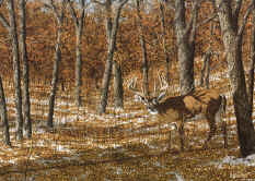 G'Cl'ee - "November Buck" by Wildlife Artist Larry Anderson