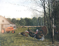 "Rural Heritage Wild Turkeys" by Larry Anderson