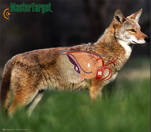 Coyote Waterproof & Tear-Resistant Long Lasting Target by Master Targets