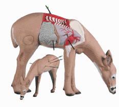 2015 Competition Deer Rinehart Anatomy Deer