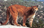 Tru-Life Cougar Target #113