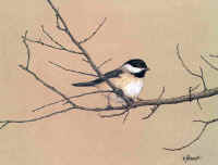 "Black Capped Chickadee" by Larry Anderson