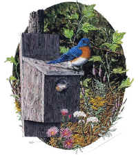 "Bluebird" by Larry Anderson