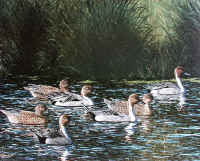 "Daybreak Pintails" by Larry Anderson