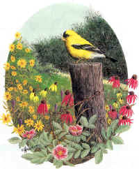 "Goldfinch" by Larry Anderson