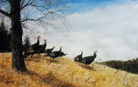 "Hilltop Turkeys" by Larry Anderson