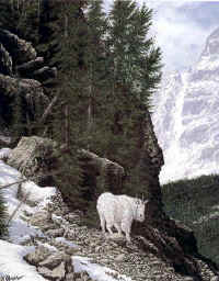"Rocky Mountain Goat" by Larry Anderson