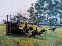 "Rural Turkeys" by Larry Anderson