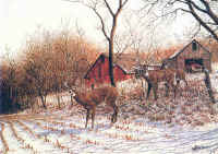 "Rural Whitetails" by Larry Anderson