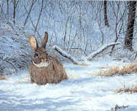 "Winter Cottontail" by Larry Anderson